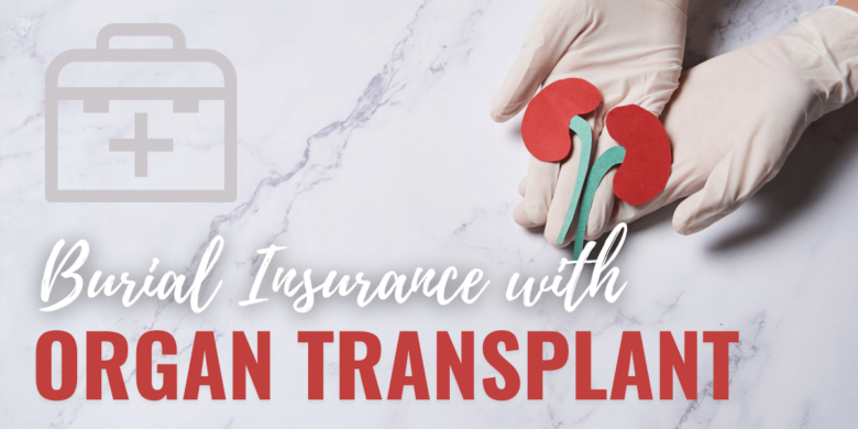 Doctor's hand holding a paper cut-out of a kidney, symbolizing burial insurance for organ transplant recipients.